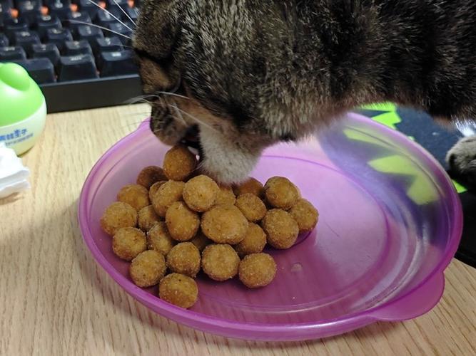 猫咪不小心吃了一个杏仁怎么办啊?