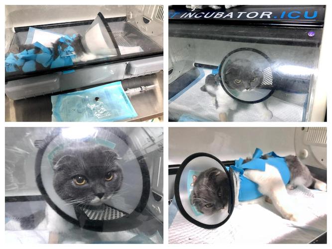 什么类型的坚果类食物对猫咪更有益?