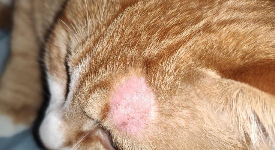 猫咪眼皮上方脱毛一片红