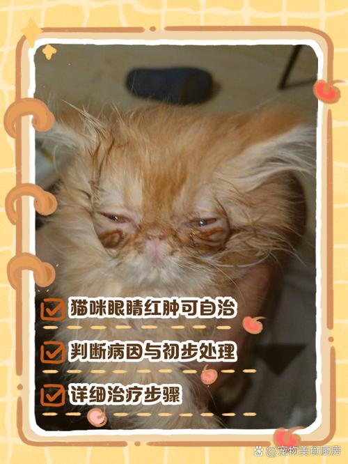 英短猫上眼皮突然发红发肿该怎么处理?