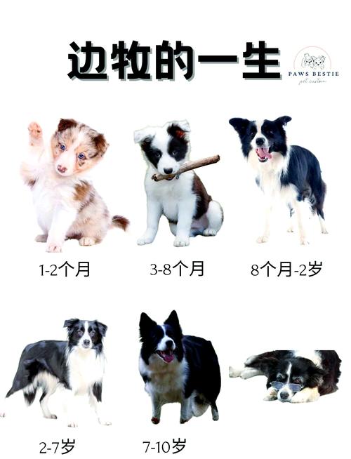 一岁的成狗还能训练吗?