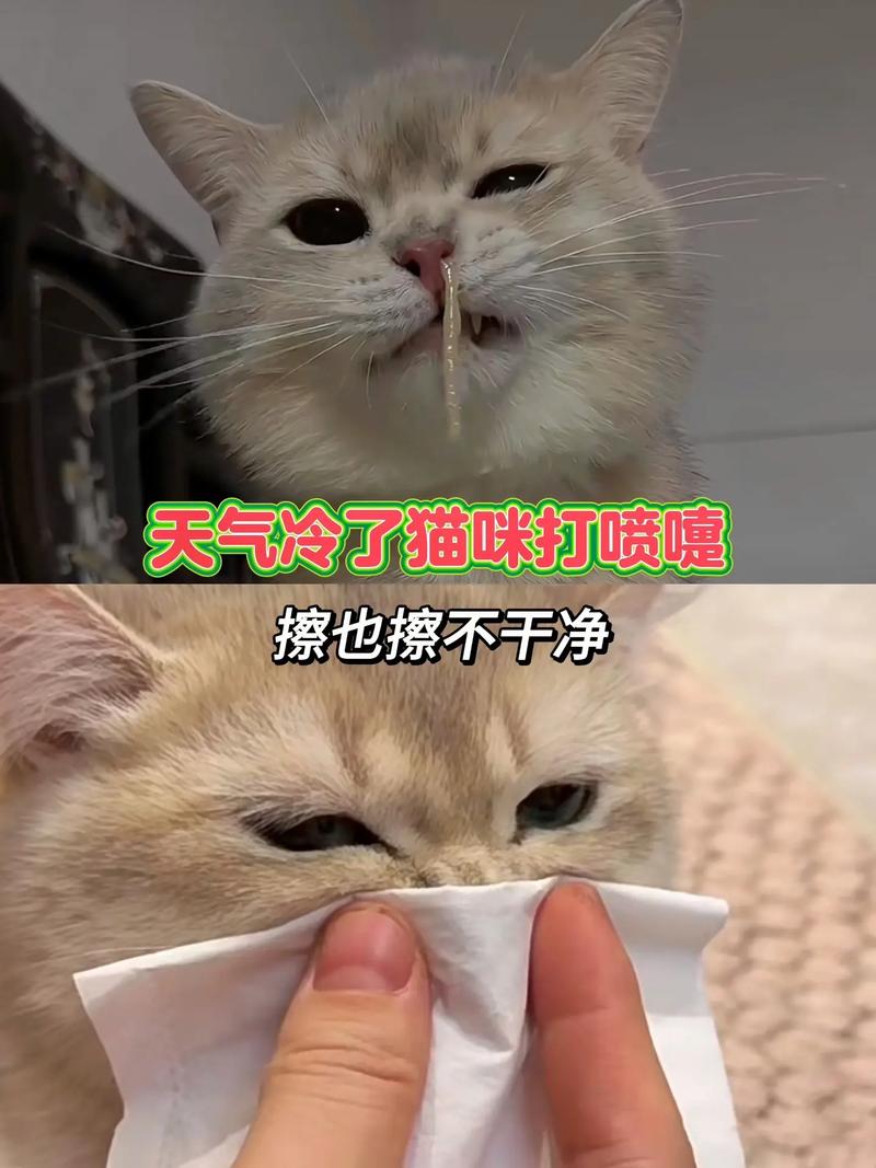 猫感冒了,打喷嚏,流鼻涕