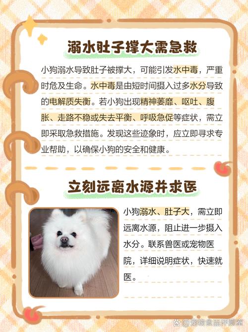 狗狗肠炎打了吊水!回家晚上又拉水了怎么办