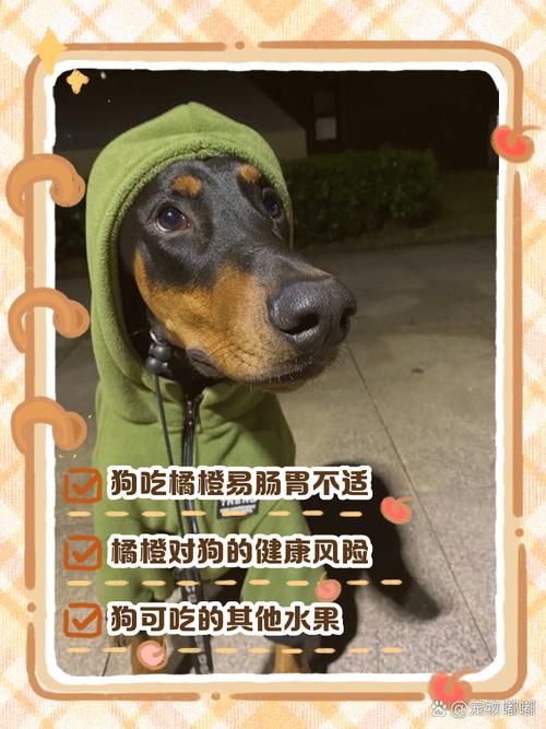 狗狗橘子吃多了会怎样