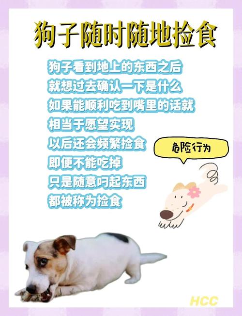 狗狗总是在外面捡东西乱吃,怎么办?