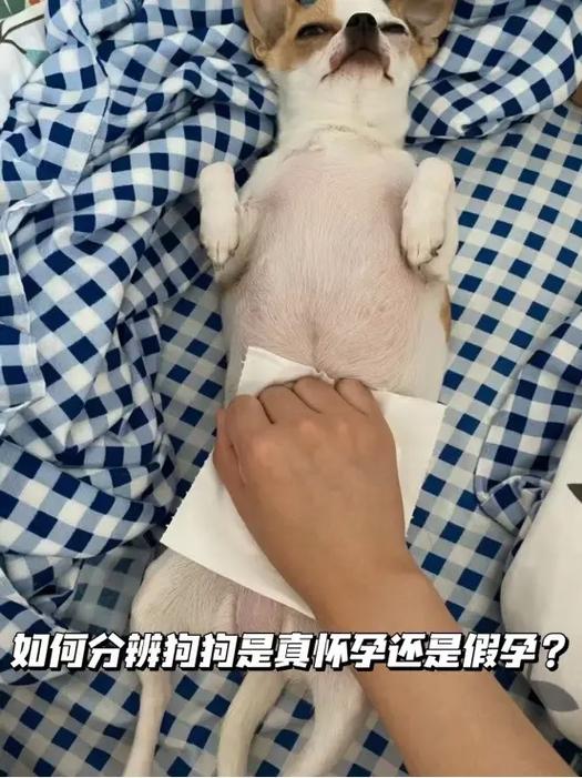 狗狗怎样才能不怀孕?