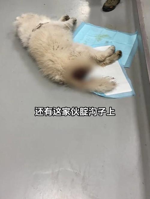 狗吃塑料袋多久拉出来