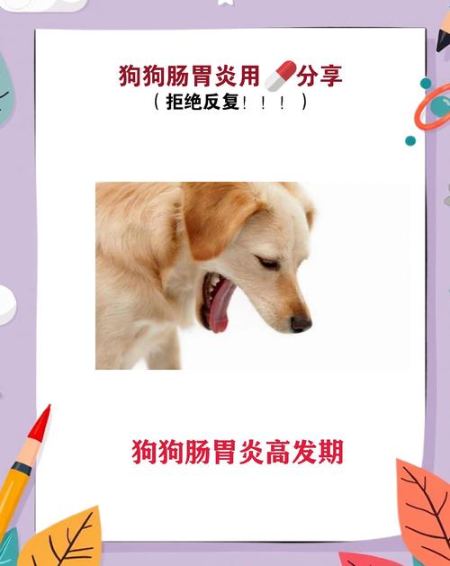 狗狗急性肠胃炎用什么药