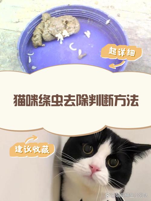 猫咪绦虫怎么彻底消除?
