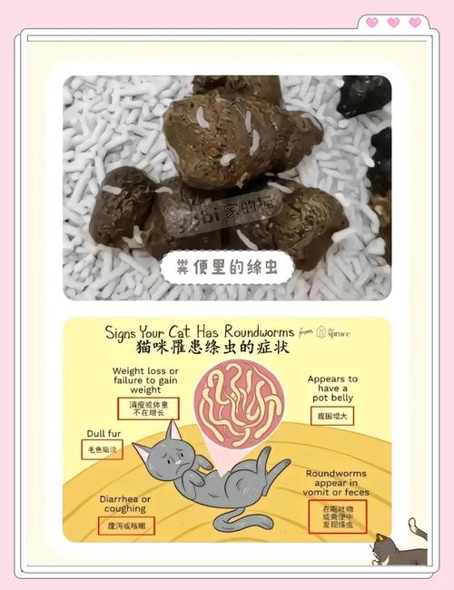 猫咪感染绦虫了该怎么治疗效果好?