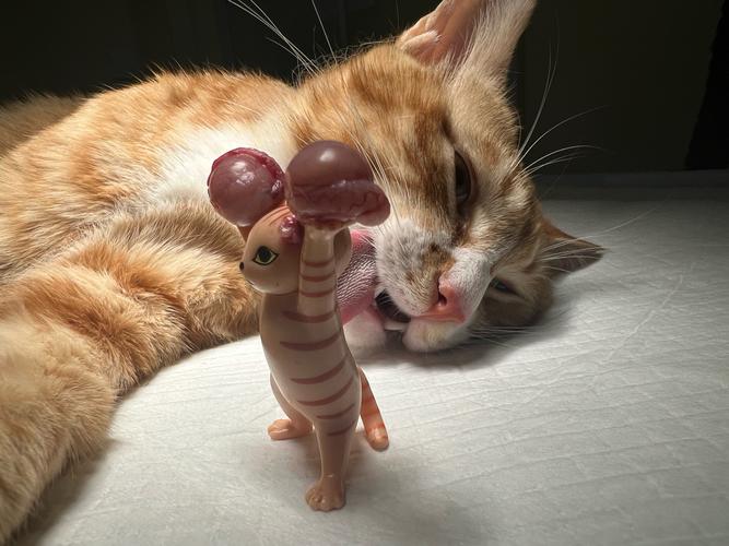 母猫发情可以做绝育吗