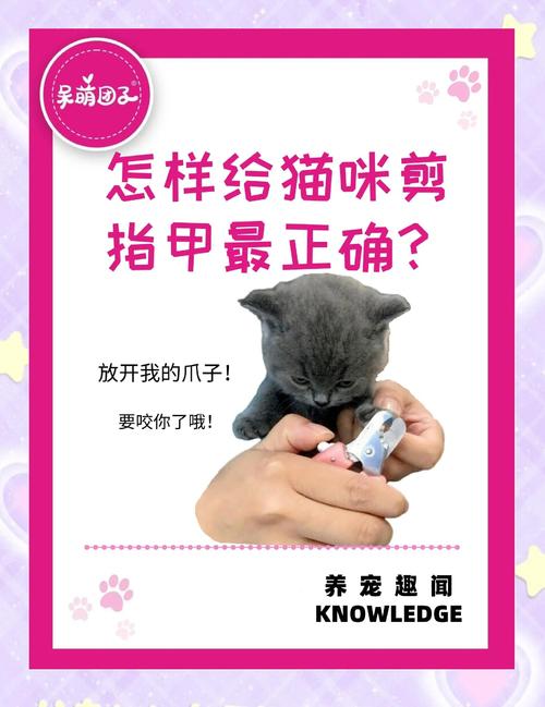 给猫咪剪指甲好不好