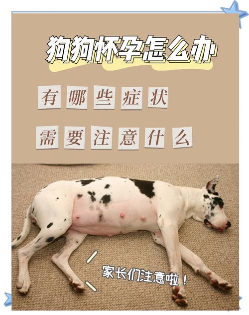 怀孕能和狗狗在一起吗