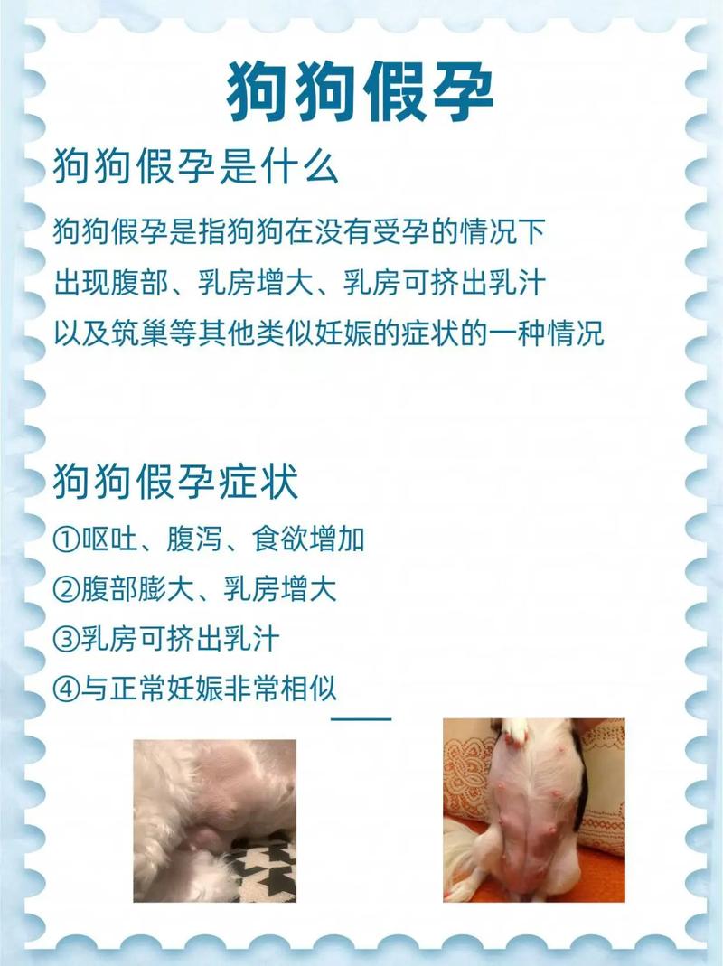 为什么狗狗不碰孕妇