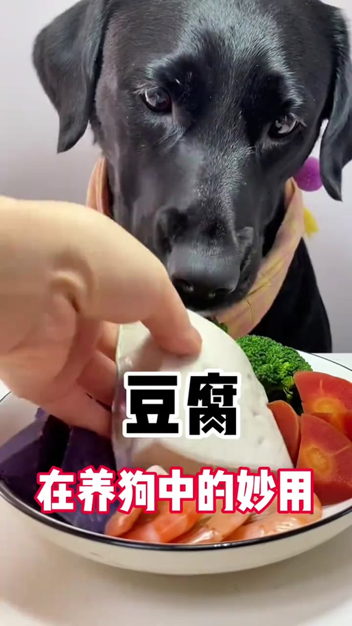 狗狗误食了很多柿子,怎么办?