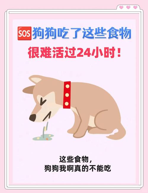 泰迪可以吃稀饭吗