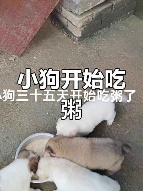 小狗20天了可以吃粥吗