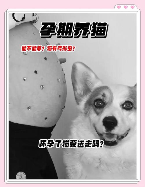 狗狗弓形虫检查费用多少