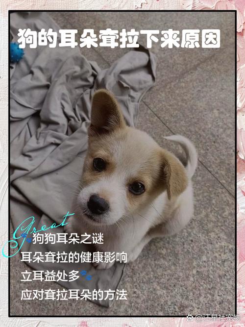 狗狗滴完滴耳液后耳朵耷拉下来了是什么原因