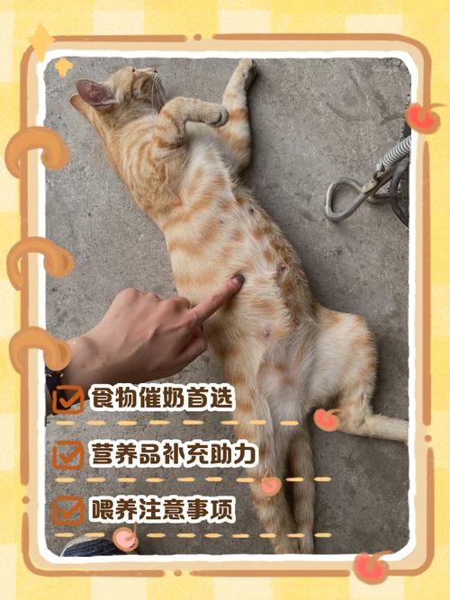 刚生完孩子的母猫吃什么