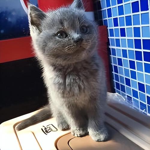 才买回来的猫咪遇到的困难~