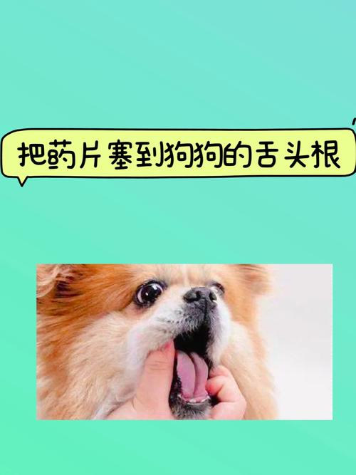 怎么给狗狗喂药片