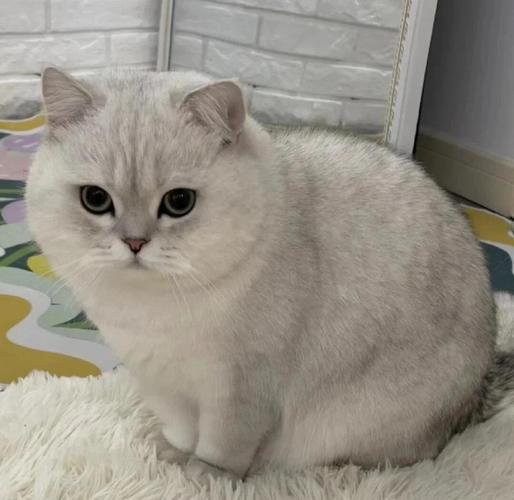 猫几个月成年,几个月可以生育