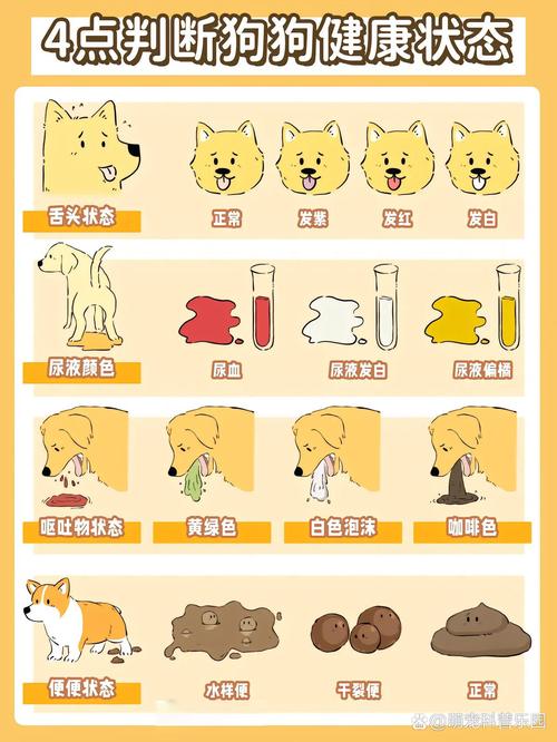 如何从狗狗的大便情况来判断是否健康