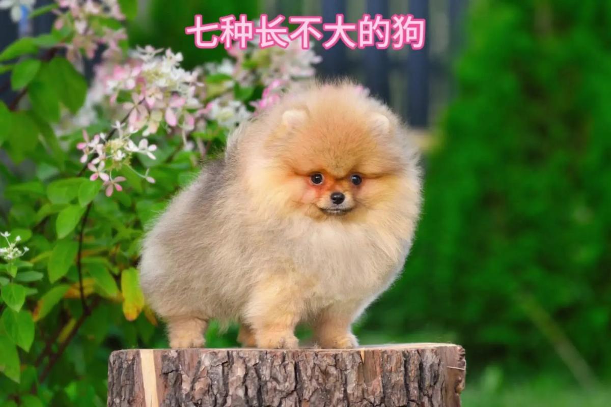 萨摩耶多大就不长个子