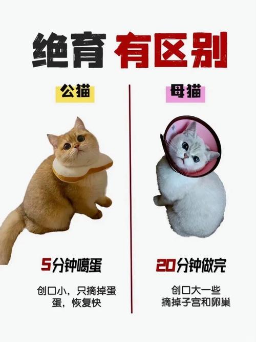 猫绝育的最佳时间