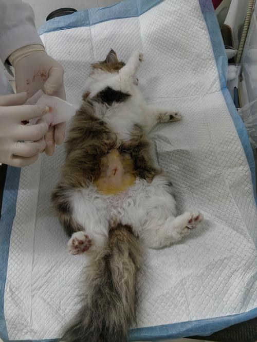 猫什么时候做绝育手术比较好