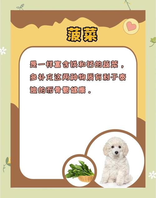 小体泰迪可以吃什么蔬菜和水果好