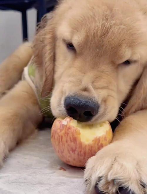 三个月狗狗可以吃什么水果好