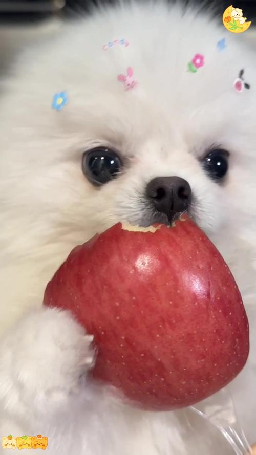 三个月狗狗能吃苹果么