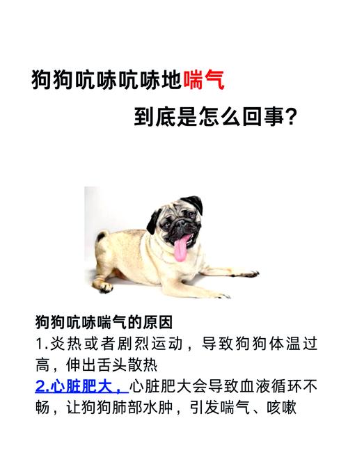 狗狗突然不停的喘气是怎么回事
