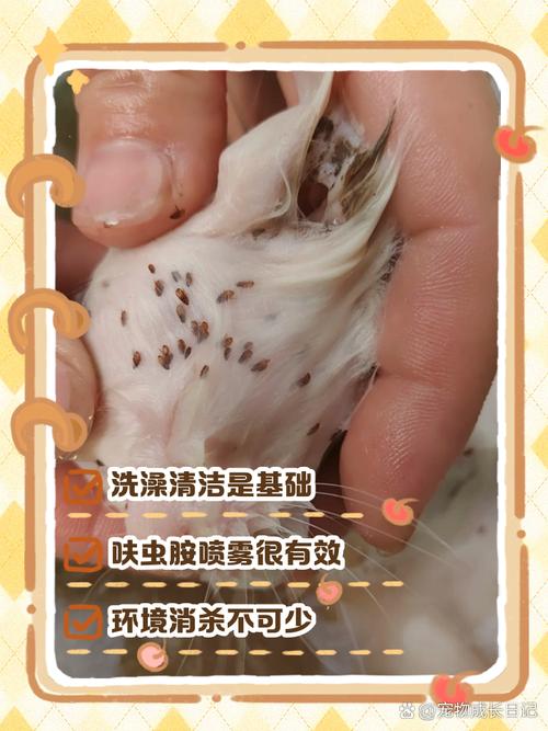 怎么除掉猫身上的跳蚤
