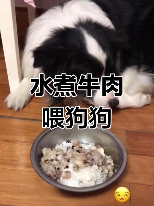 狗狗可以吃清水煮牛肉吗