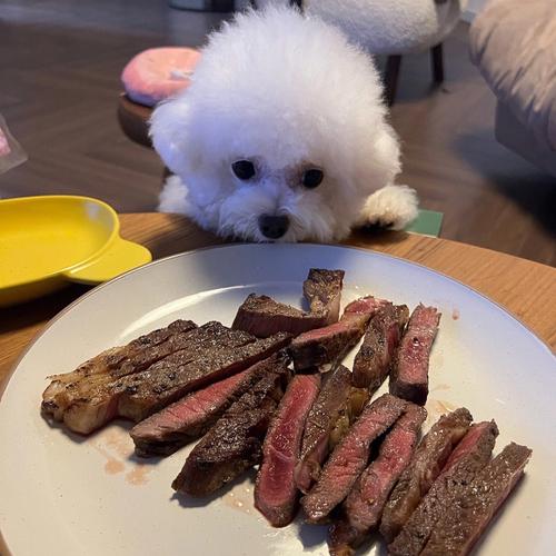 比熊狗狗可以吃牛肉吗