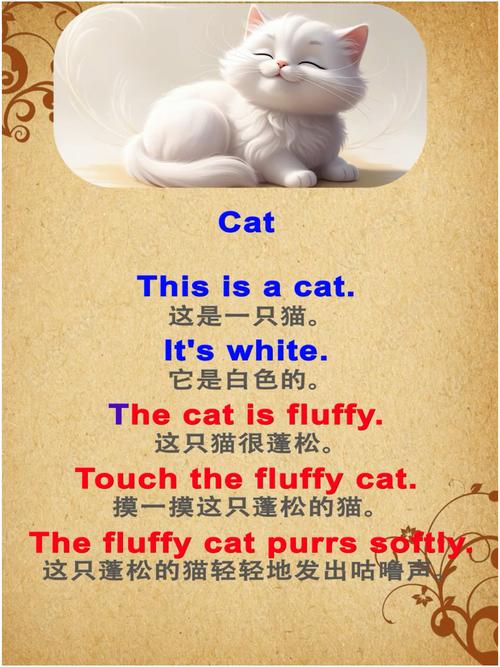 2024最火的英短猫名字大全