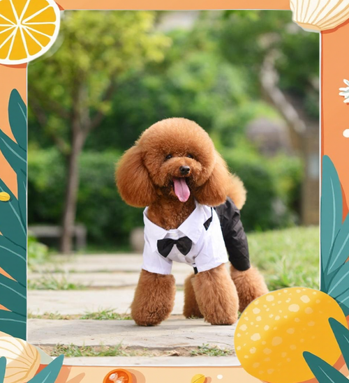 狗狗冬天可以剃毛吗