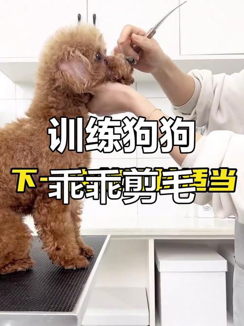 冬天还可以给狗狗剃毛吗