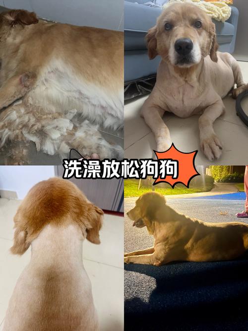 狗狗皮肤病冬天要不要剃毛