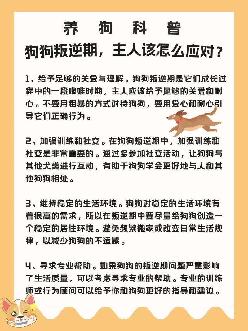 如何顺利度过边境牧羊犬6个月至1岁的叛逆期?