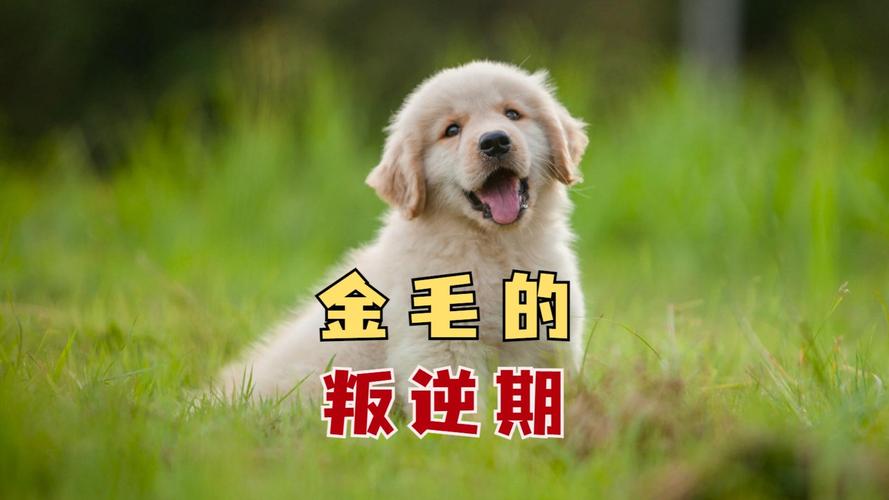 叛逆期狗狗生气