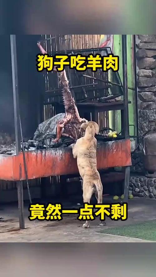 狗狗吃羊肉串行吗?