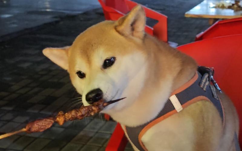 小狗可以吃烤肉串吗?