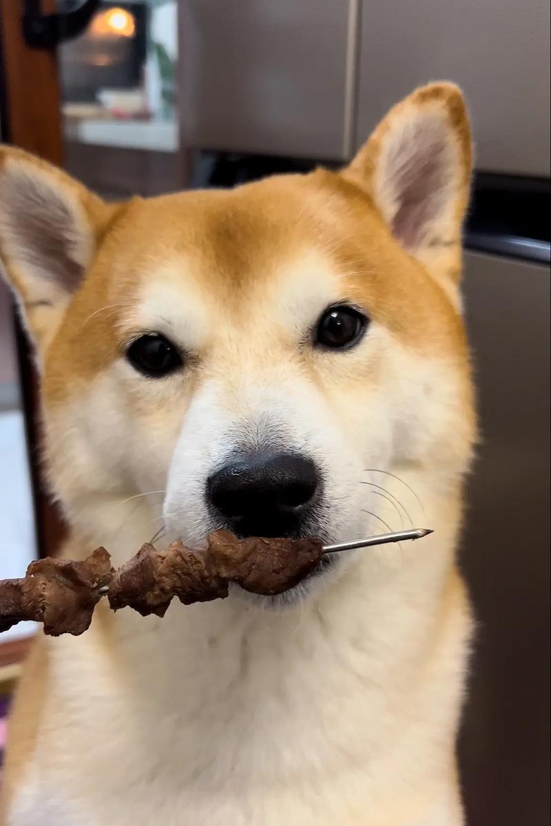 狗狗吃了烧烤怎么办?