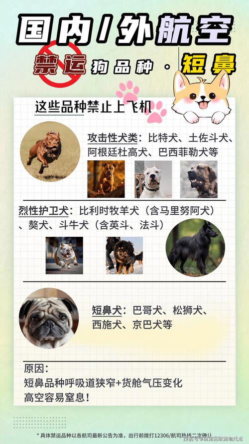 狗狗空运后会得什么病