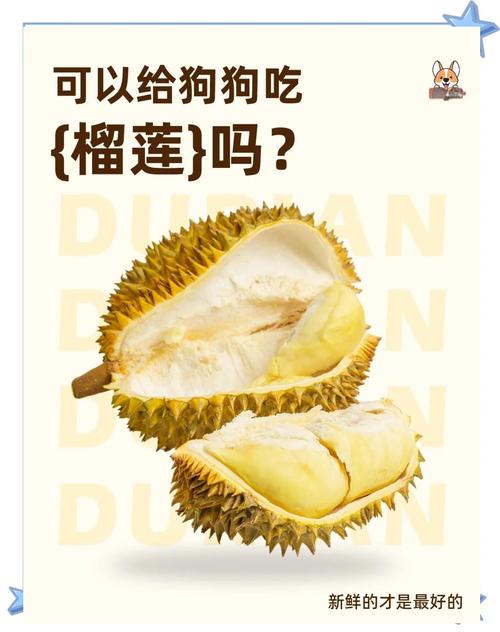 幼犬可以吃榴莲吗