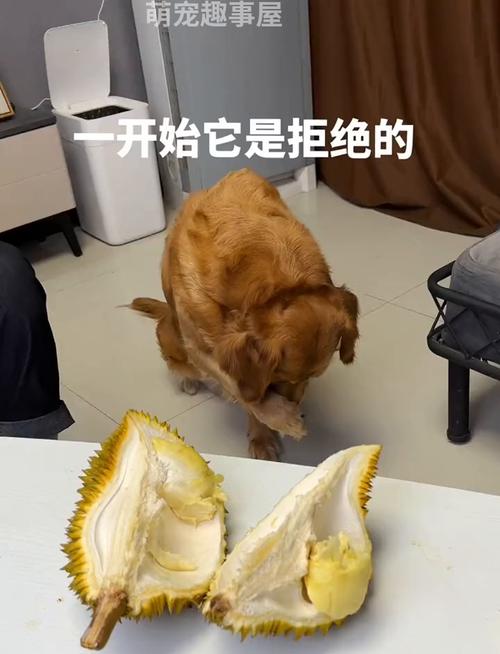 狗狗可以吃榴莲吗?